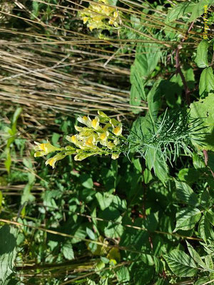 Linaria vulgaris / Gewöhnliches Leinkraut   (11.08.2023; Heidelberg, Wiese unterhalb der Moltkehütte)