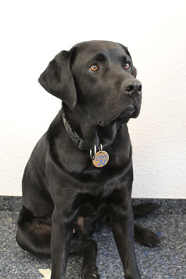 Therapiehund Dabo