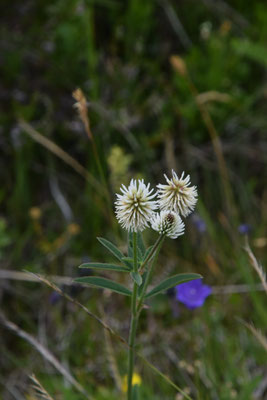 Trifolium montanum