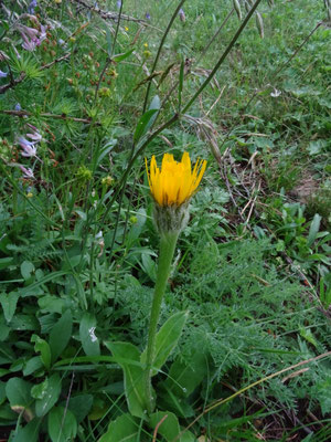 Hypochoeris uniflora