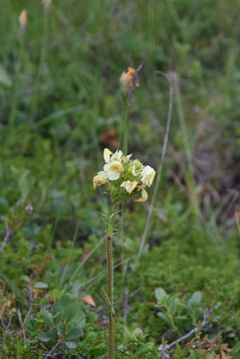 Pedicularis ascendens