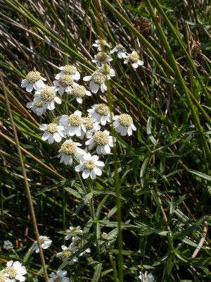 Achillea ptarmica - Wilde bertram