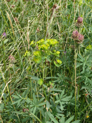 Euphorbia esula - Heksenmelk