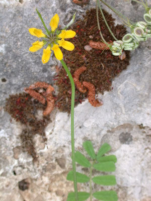Coronilla valentina
