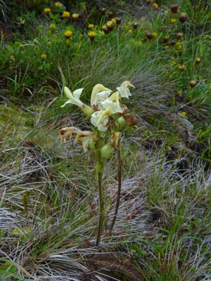 Pedicularis ascendens