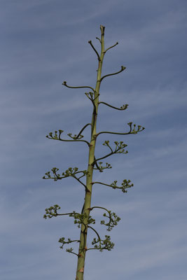 Agave fourcroydes - Agave fourcroydes