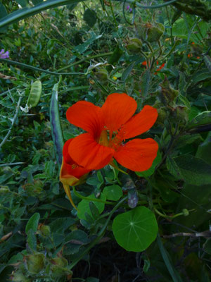 Tropaeolum majus - Oost-Indische kers