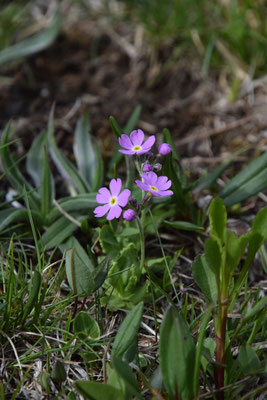 Primula farinosa - Melige sleutelbloem