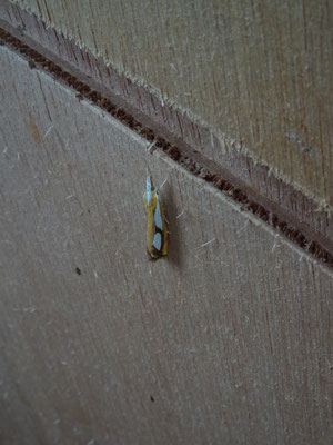 Catoptria pinella - Egale vlakjesmot