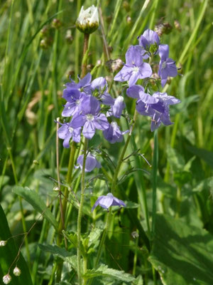 Veronica teucrium - Breedbladige ereprijs