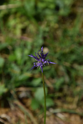 Phyteuma scheutzeri