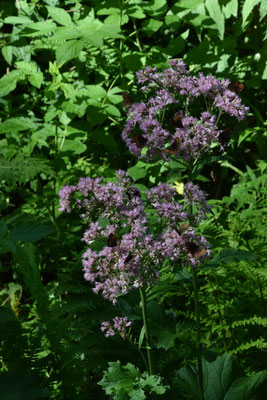 Adenostyles alliariae