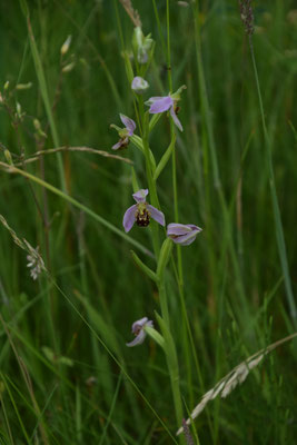Bijenophrys