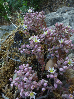 Sedum album - Wit vetkruid