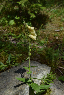 Digitalis ambigua - Groot geel vingerhoedskruid