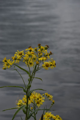 Jacobaea paludosa - Moeraskruiskruid