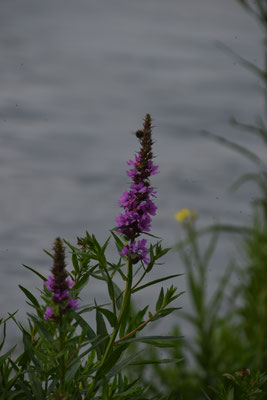 Lythrum salicaria - Grote kattenstaart