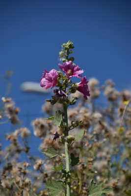 Alcea rosea - Stokroos