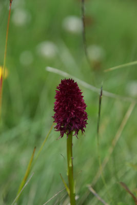 Nigritella nigra - Zwarte vanilleorchis