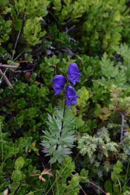 Aconitum variegatum - Bonte monnikskap