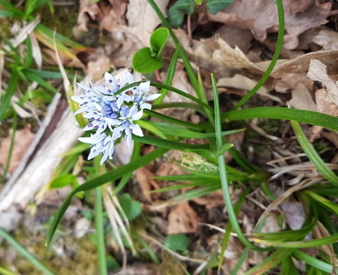 Scille d'Italie (Hyacinthoides italica)