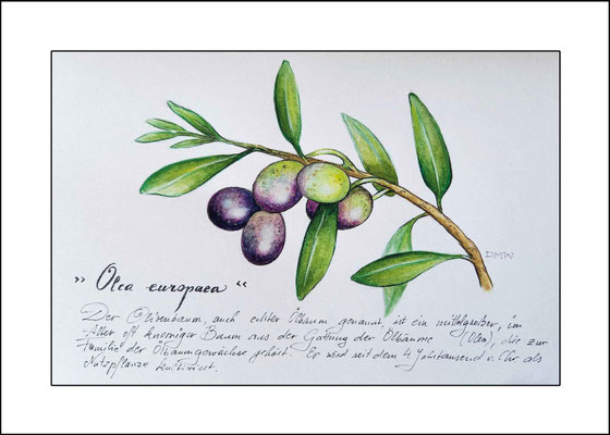 Aquarell *Olive* - auf Zeichenpapier -  Illustratorin Doris Maria Weigl - Größe ca 14 x 20 cm