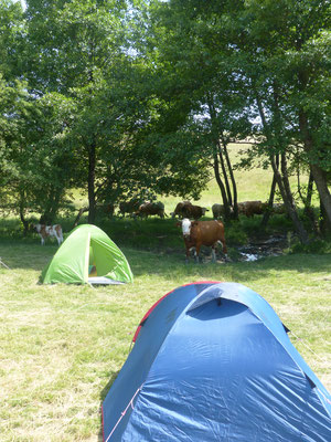 Lors du camp, nous avons croisé beaucoup d'animaux. Les troupeaux de vaches et de chiens errants traversaient notre camp. Le berger passait tout les matins avec ses brebis.