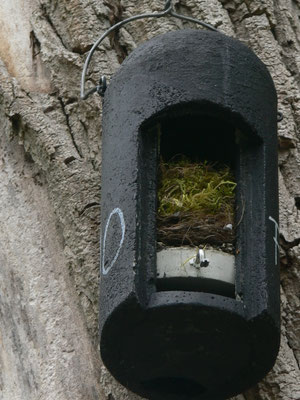 mit Moos vollgestopfter Kasten