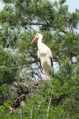 Storch