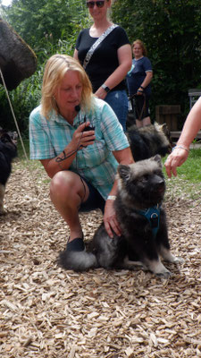 Finnischer Lapphund