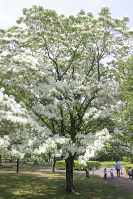 自然樹形の美しさ　2022年５月5日撮影