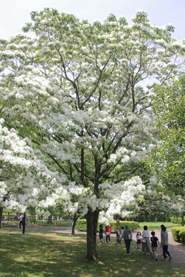 自然樹形の美しさ　2022年５月5日撮影