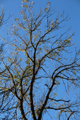 Arbre dépouillé branches lancées vers la liberté.