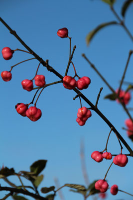 boules de feu