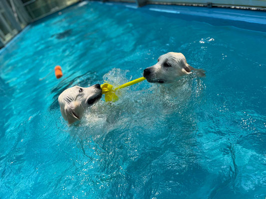 Blog ケネル アストラム Goldenretrievers