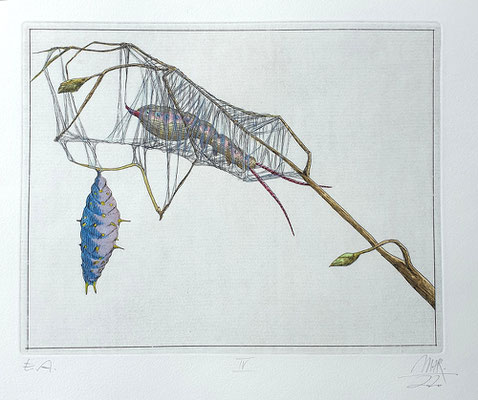 Ulf H. Rickmann, Blatt IV (Insektenserie) Strichätzung koloriert, 20x15cm, 2020 - 300 EUR