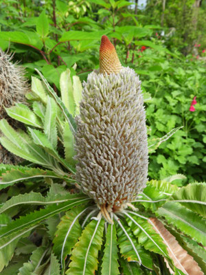 Banksia serrata  © Mag. Angelika Ficenc