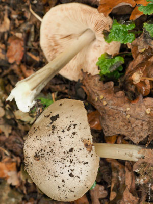 Großer Scheidling - Volvariella gloiocephala