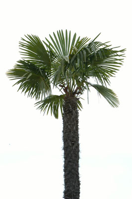 DSC_1824 Palme ©hn