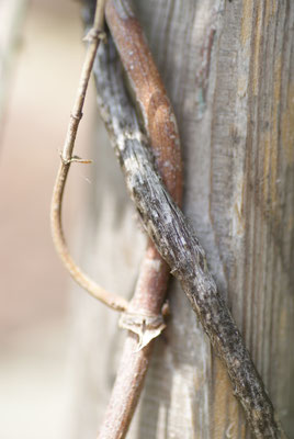 Impression, Ranken vom Hopfen