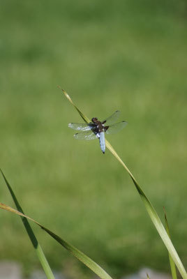 Großlibelle, Plattbauch