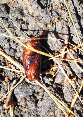 Calliteara fortunata Puppe Ines DIetrich