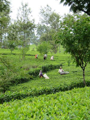 Plantations de thé près de Haputale
