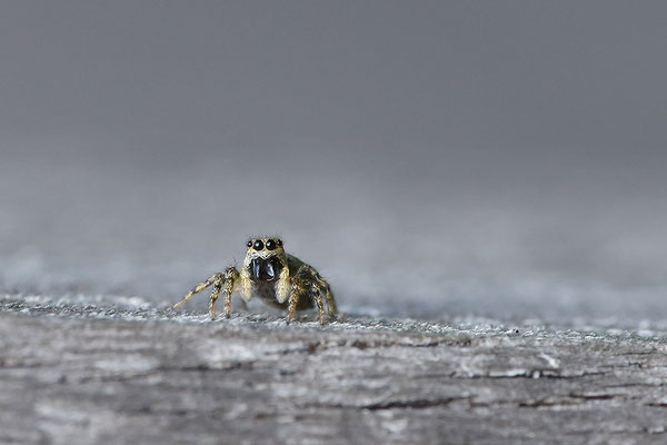 Zebraspringspinne