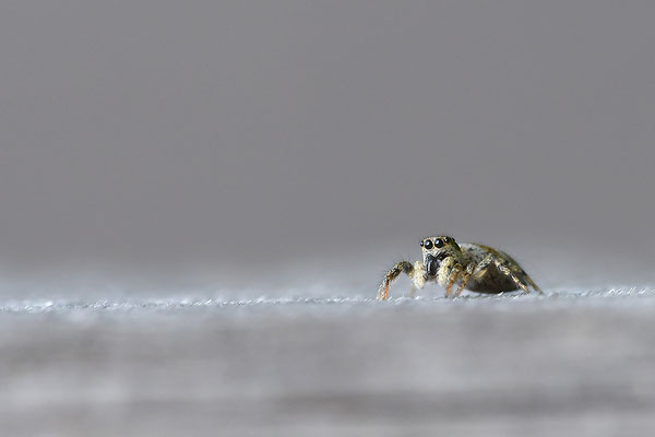 Zebraspringspinne
