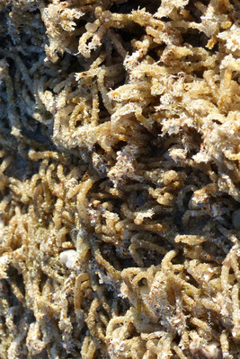 Sandröhrenwürmer