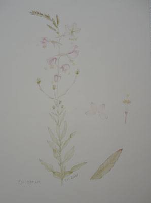 Epilobium 