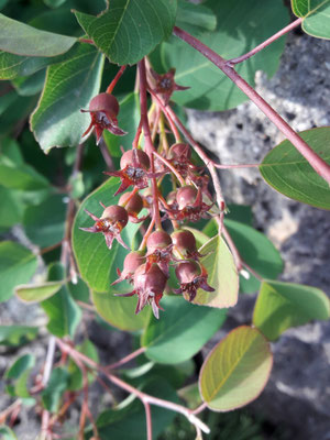 Amelanchier ovalis var. pumila Felsenbirne   