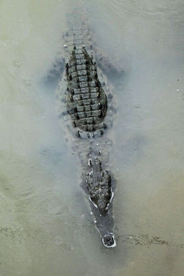Tarcoles Crocodile Bridge Costa Rica 2 Wochen Route