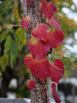 他の木に纏わりついて紅葉するツタもきれいです